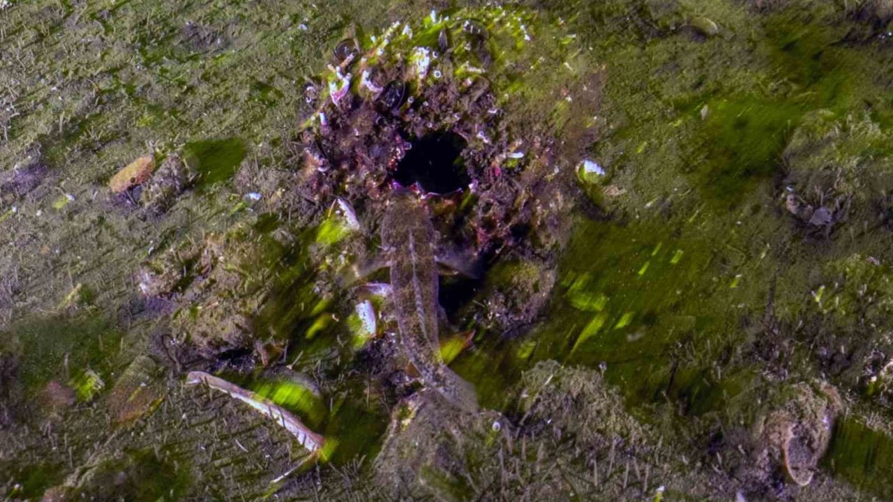 İzmit Körfezi’nde 1,8 milyon metreküp dip çamuru çıkarıldı, deniz yaşamı geri dönüyor