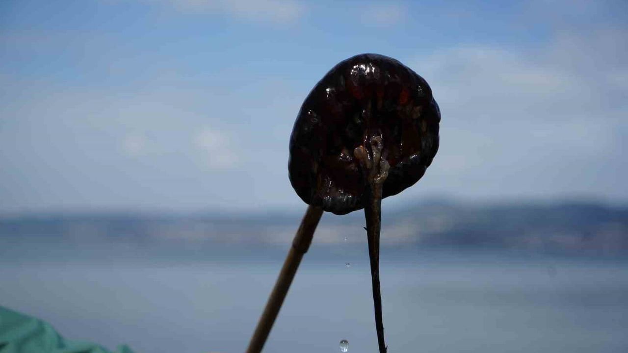 İzmit Körfezi'nde Kırmızı Pusula Denizanası Sayısı Artıyor — Uzmanlar Tentaküllere Dokunulmamasını Öneriyor