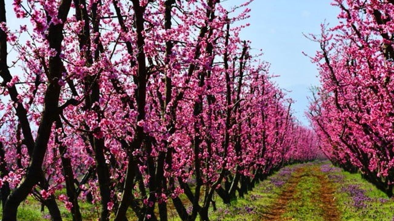İznik'te şeftali ve erik bahçeleri çiçek açtı