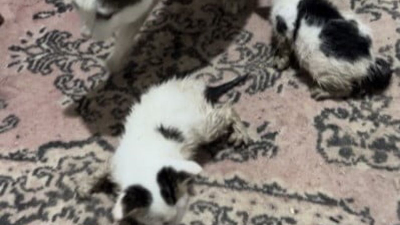 Kadirli'de selde mahsur kalan anne kedi ve yavrularını esnaf kurtardı