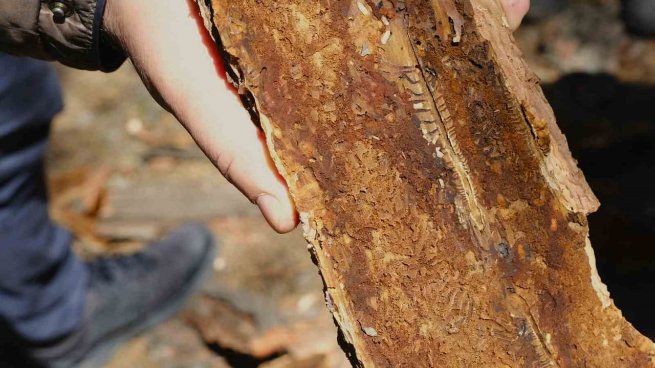 Kahramanmaraş’ta orman zararlılarıyla mücadele sahada değerlendirildi