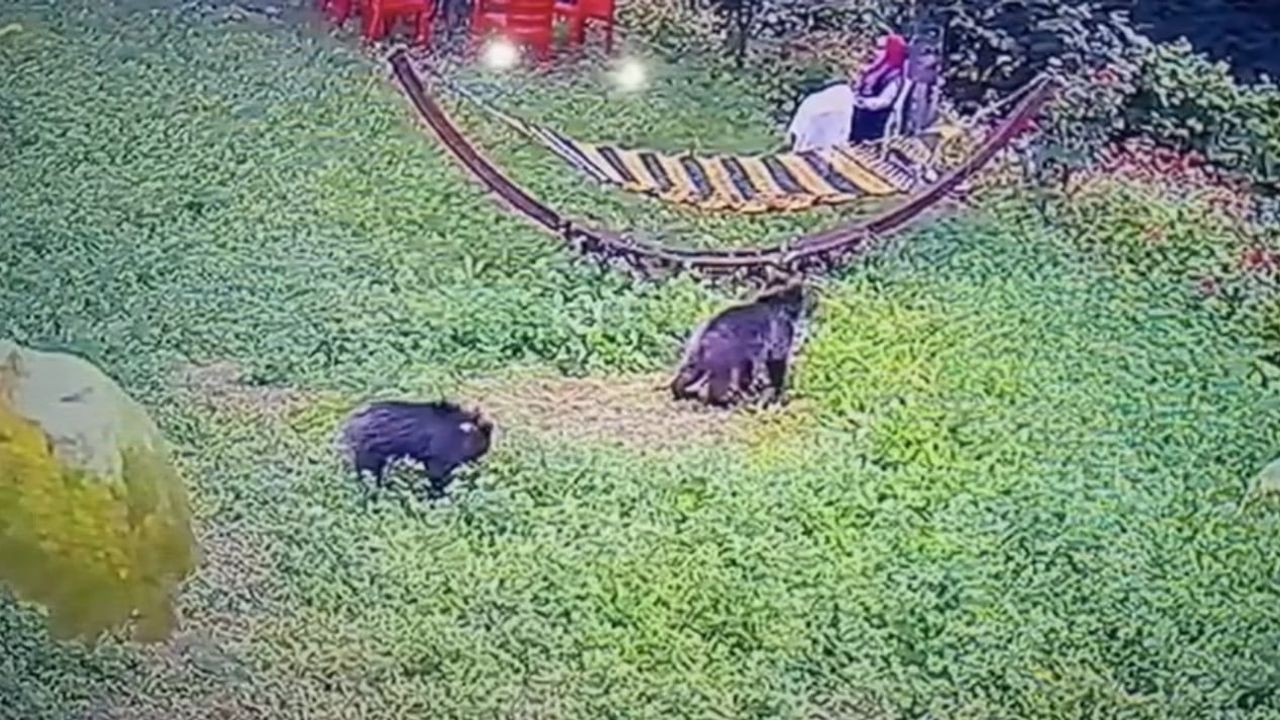 Karabük Bulak köyünde bahçeye giren yavru ayılar güvenlik kamerasına yansıdı