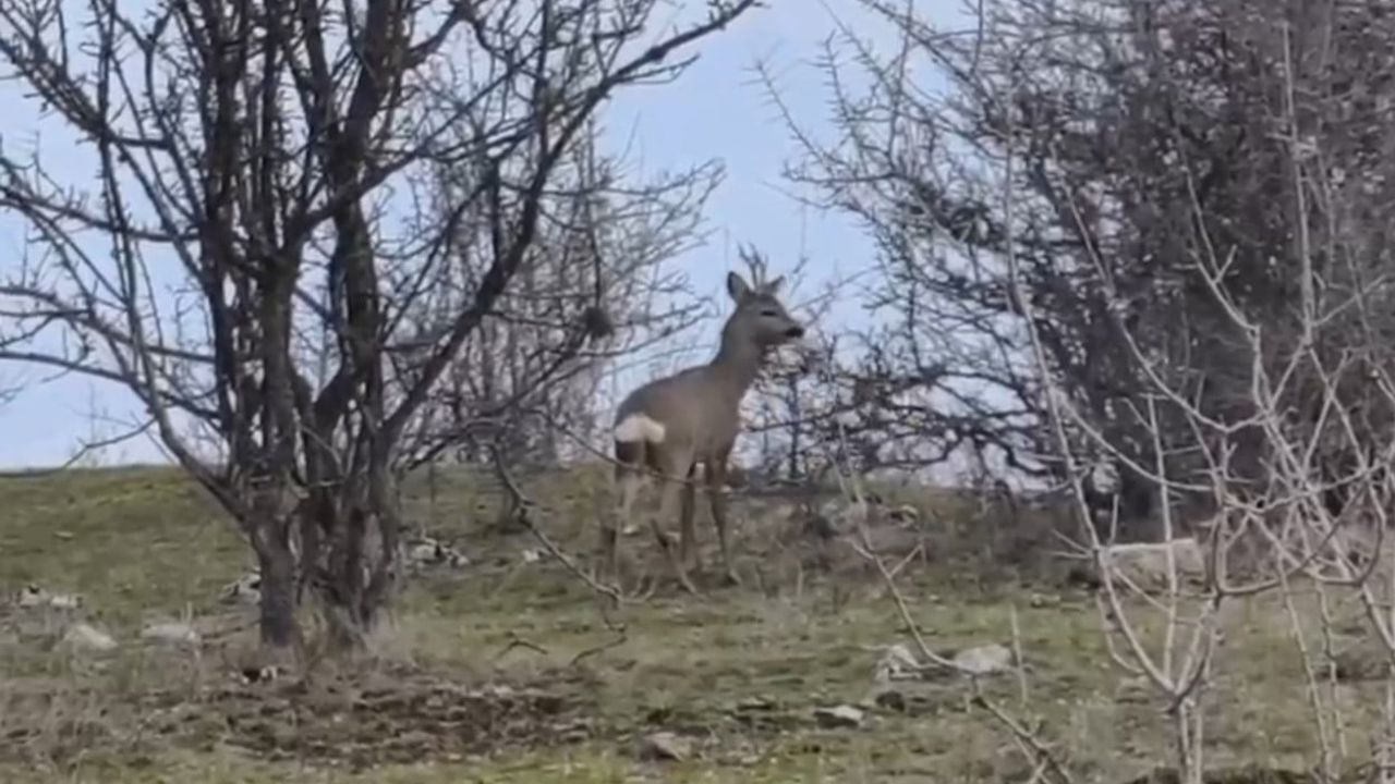 Karabük Ormanlarında Karaca Görüntüleri: Kampseverin Fotoğrafı ve Eskipazar Kayıtları