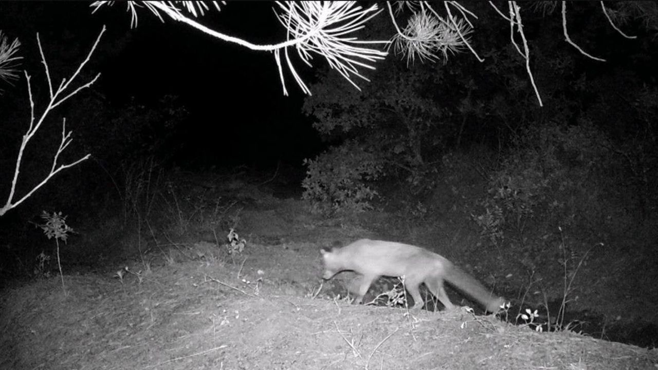 Karabük’te fotokapan kent yakınındaki ormanda yaban hayatını görüntüledi
