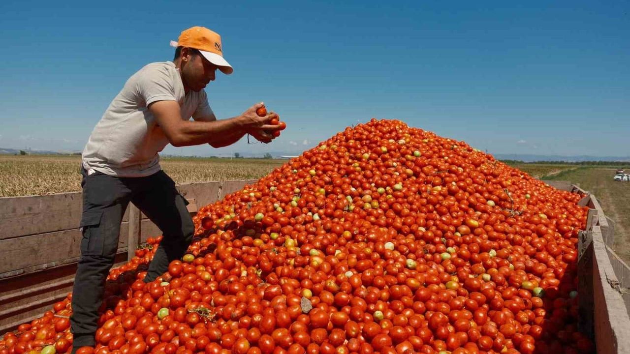 Karacabey'de salçalık domateste 'serbest' ekim öne çıkıyor
