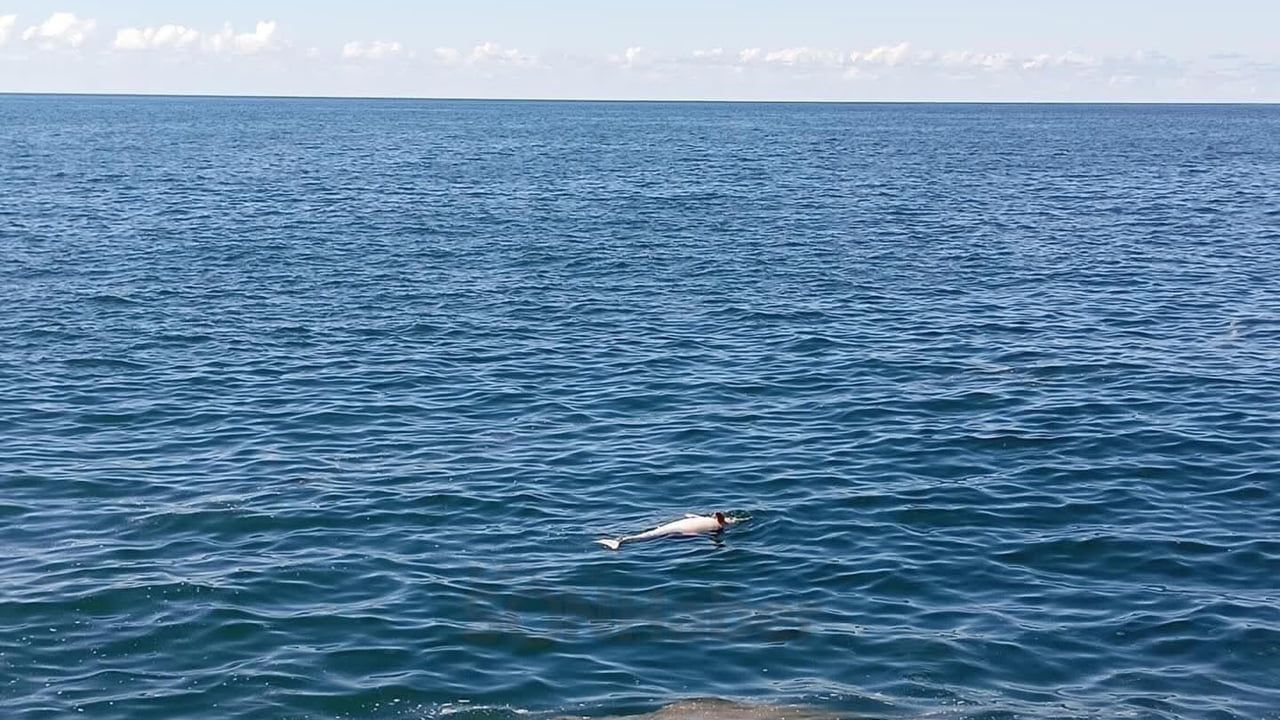 Karadeniz Ereğli Buruncuk’ta Sahilde Ölü Yunus Bulundu