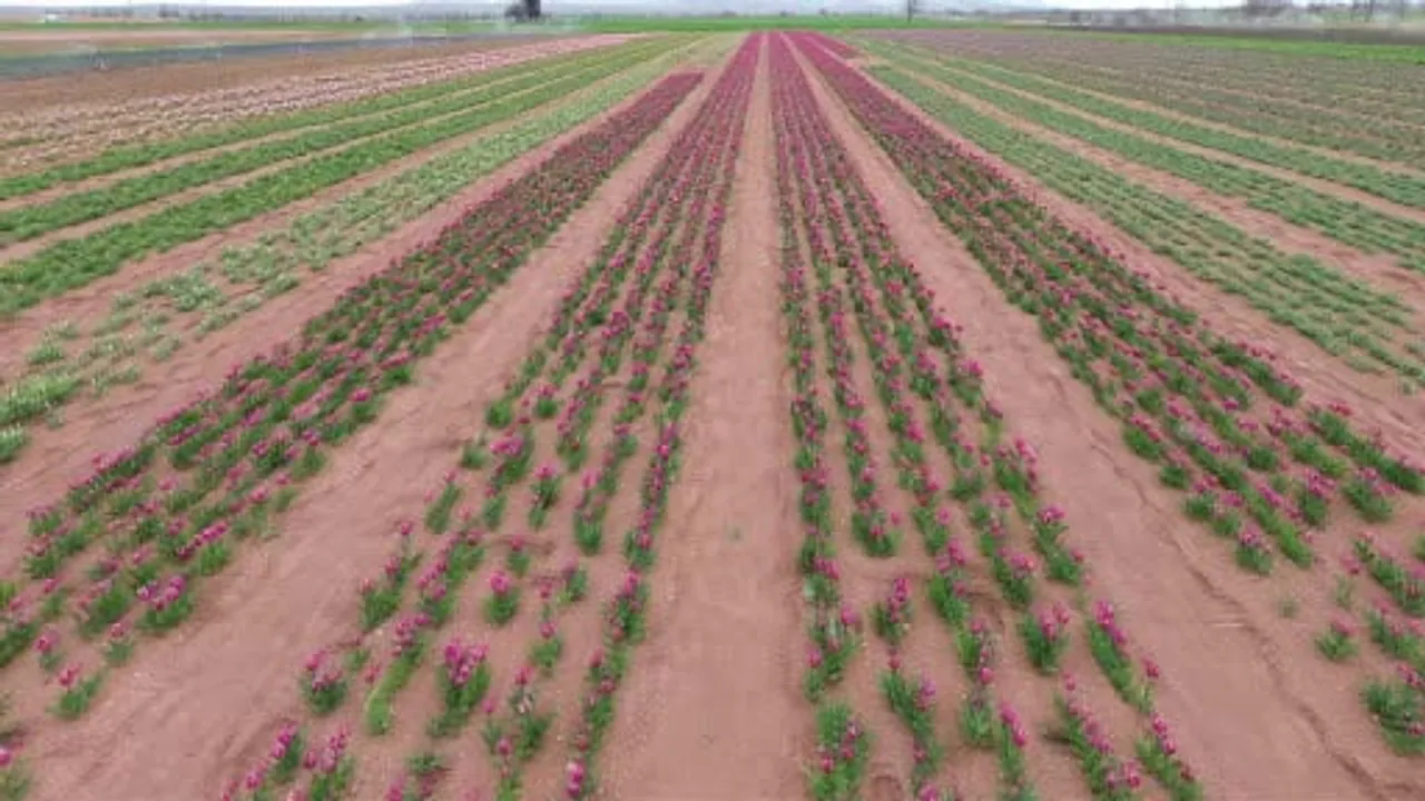 Karaman'da 50 dekarlık lale tarlası 18 Nisan'da açılıyor — Hedef 250 binden fazla ziyaretçi