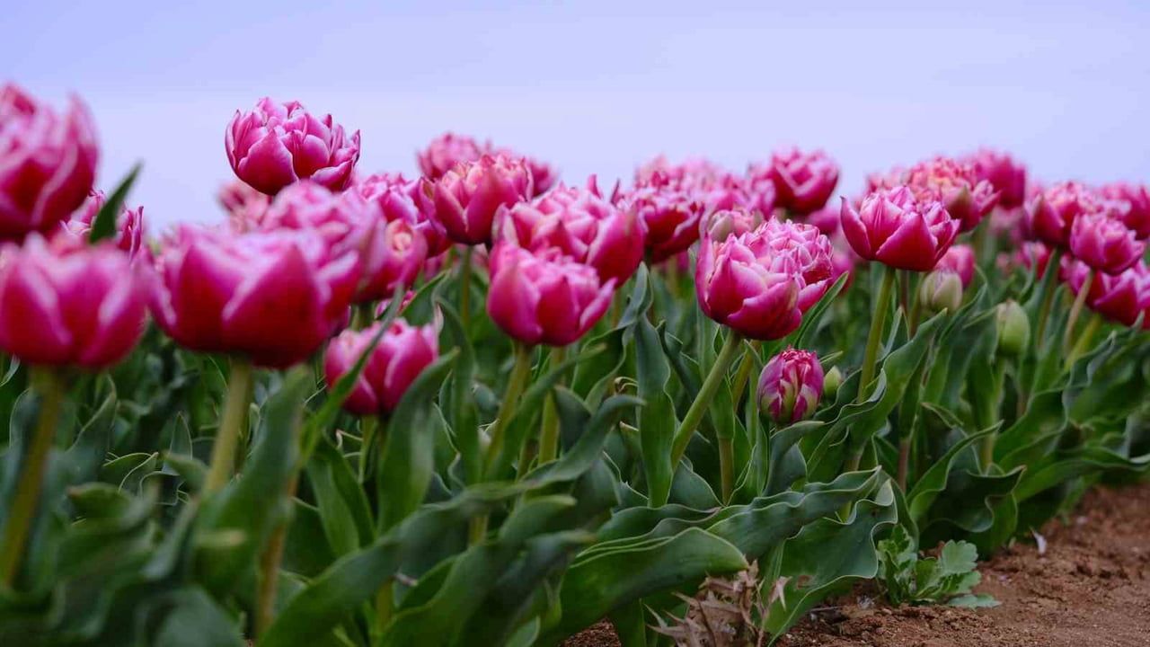Karaman'da lale tarlası ziyaretçilere açılıyor: 250 binden fazla ziyaretçi bekleniyor