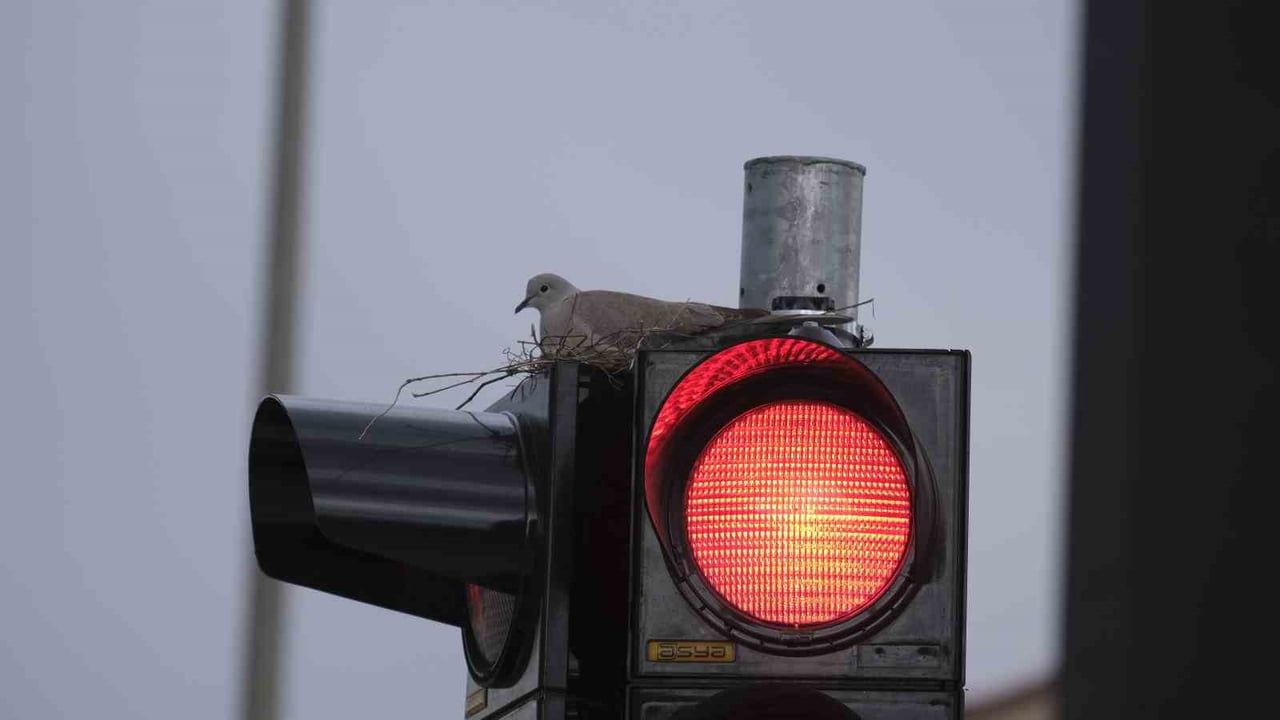 Karaman Valilik Kavşağı'ndaki Trafik Lambasına Yuva Yapan Kumru İlgi Odağı Oldu