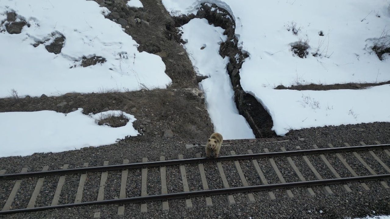 Kars'ta drone ile karşılaşan boz ayının anları kamerada