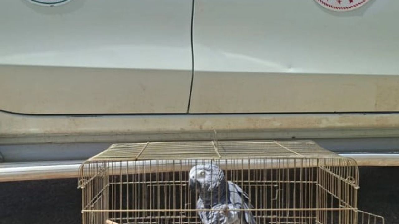 Kaş’ta CITES belgesi olmayan Jako papağanına el konuldu; işletmeye 15 bin 29 TL ceza