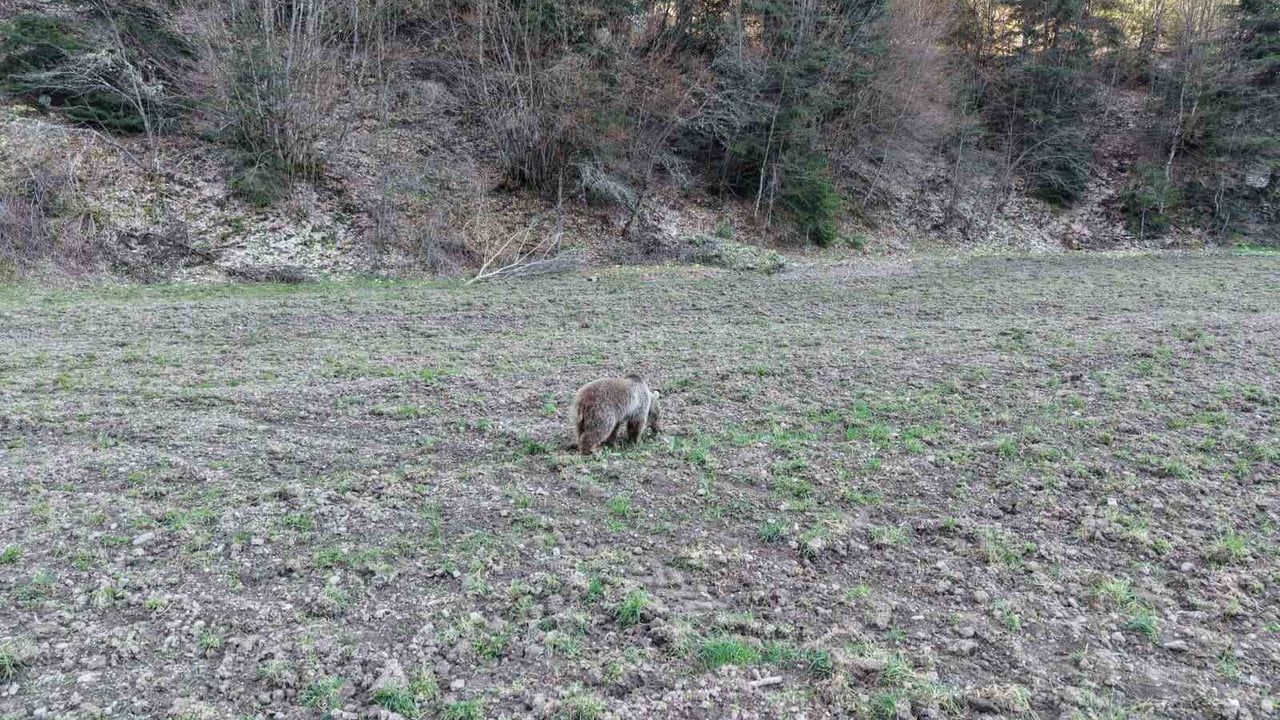 Kastamonu'da Küre Dağları'nda kış uykusundan uyanan ayılar ormanlık alanda beslenirken görüntülendi