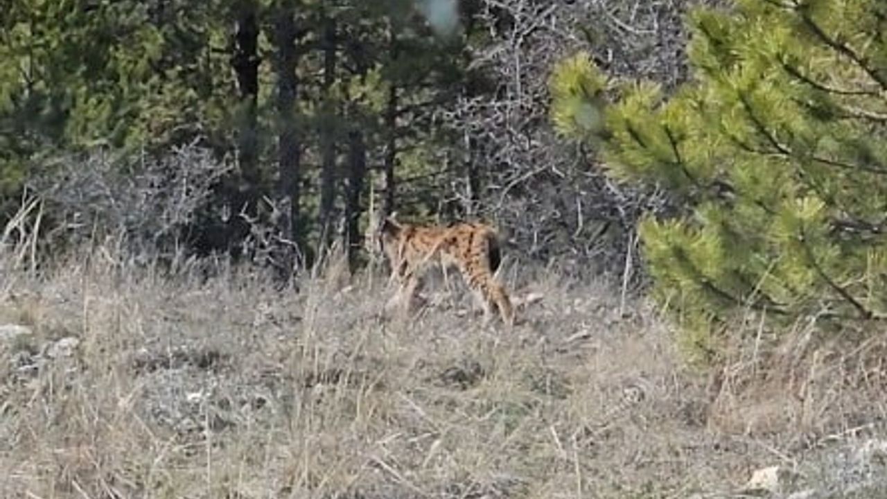 Kastamonu'da nesli tehlike altındaki vaşak ormanda görüntülendi