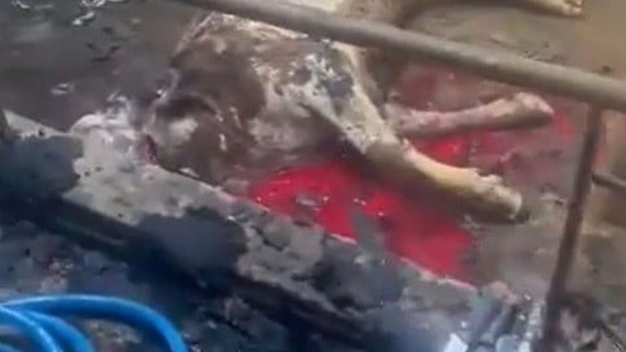 Kayseri İncesu'da ahır yangını: 12 büyükbaş hayvan telef oldu