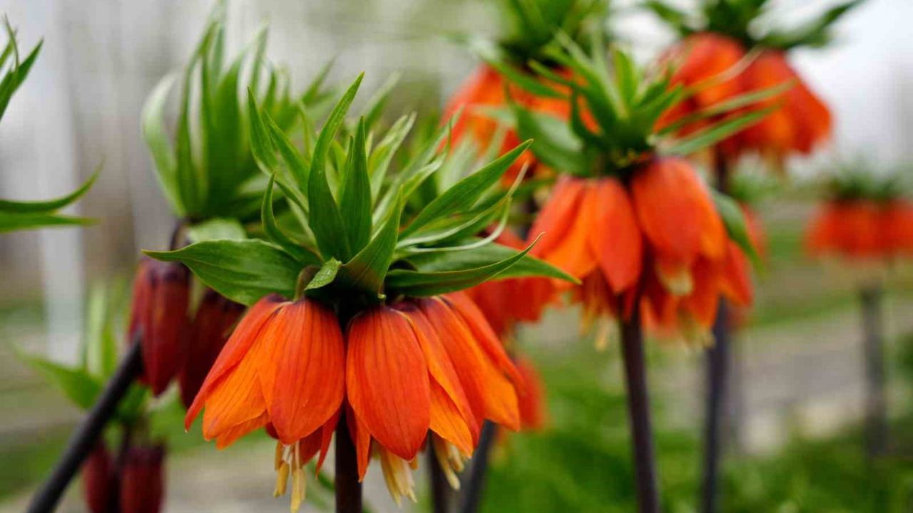 Kemaliye'de ters laleler açtı: Bahar dağları renklendiriyor