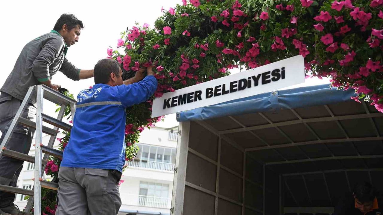 Kemer turizm sezonuna hazırlanıyor: İlçe petunyalarla renklendiriliyor