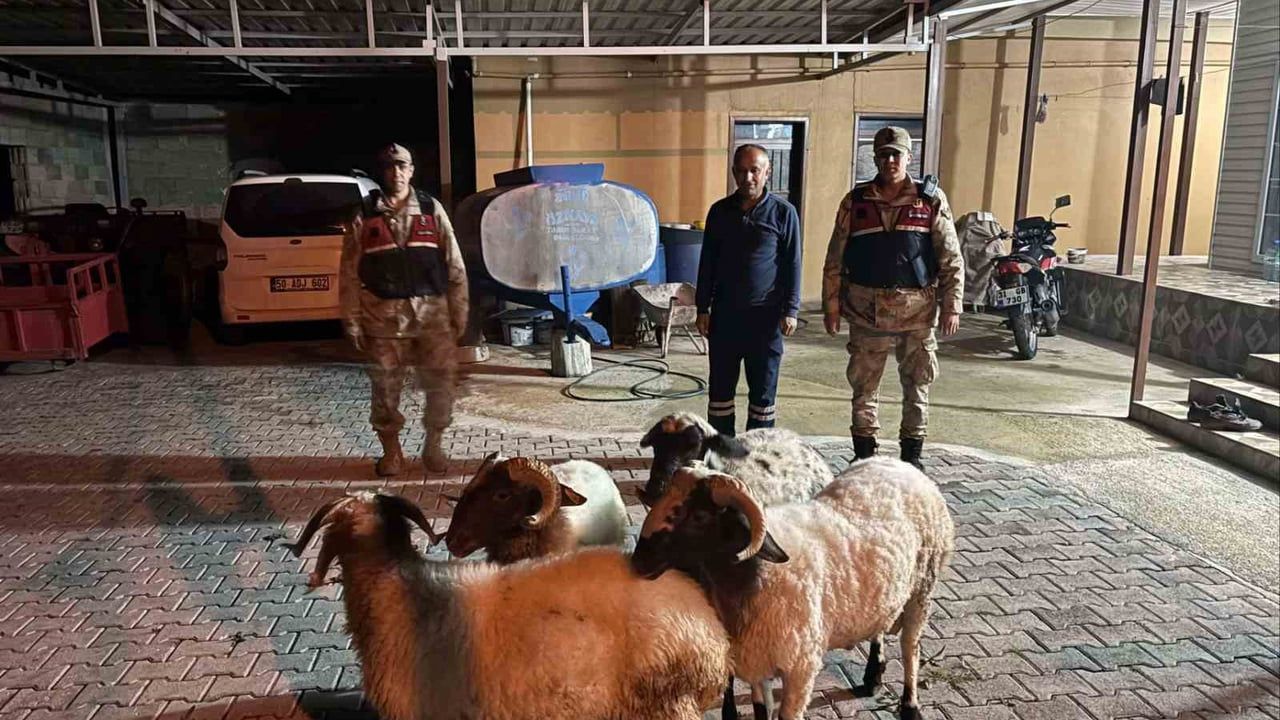 Kilis Hisar'da kaybolan 4 küçükbaş hayvan jandarma ekiplerince bulundu