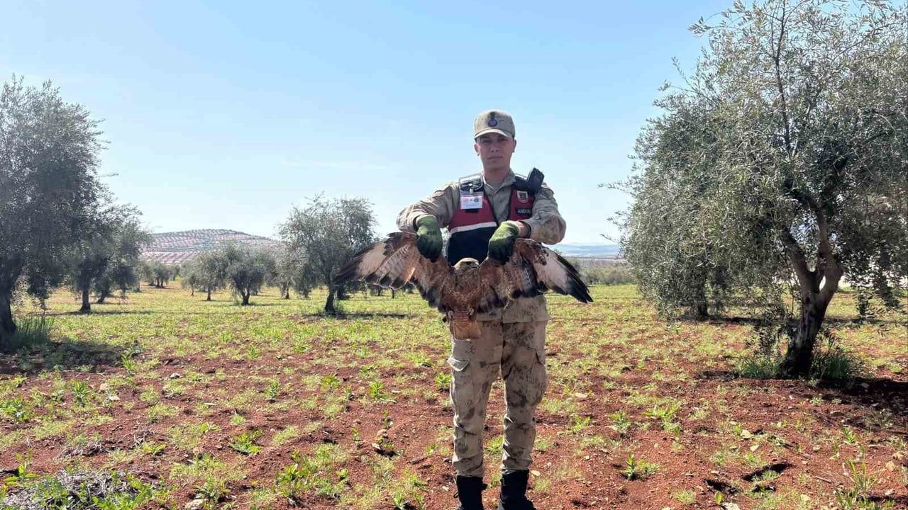 Kilis’te yaralı kızıl şahin jandarma tarafından bulunup Doğa Koruma'ya teslim edildi