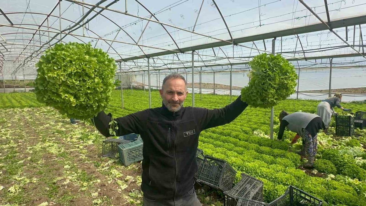 Kıvırcık marul fiyatları yükseldi; üreticinin yüzü güldü