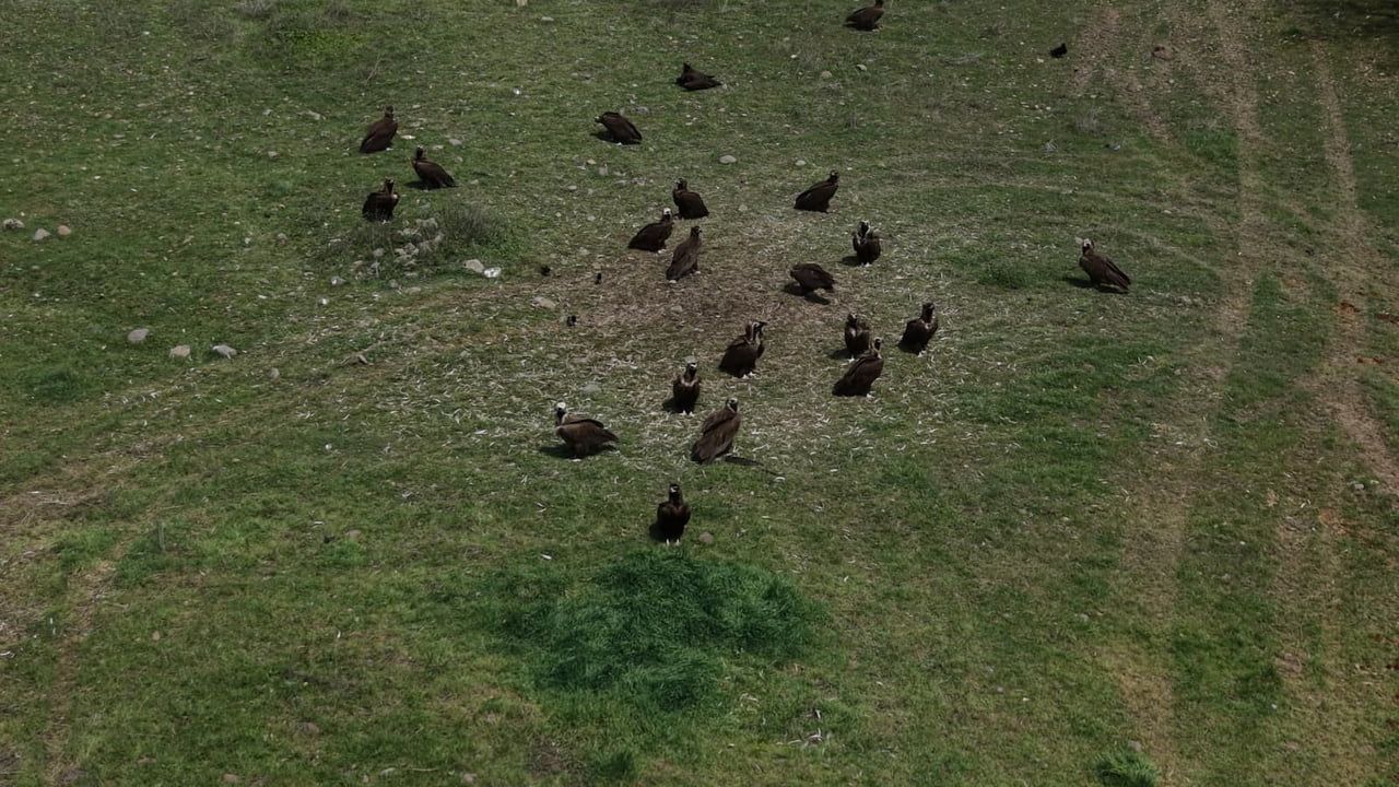 Kızılcahamam'da 30-40 Kara Akbaba Çeltikçi'de Görüntülendi