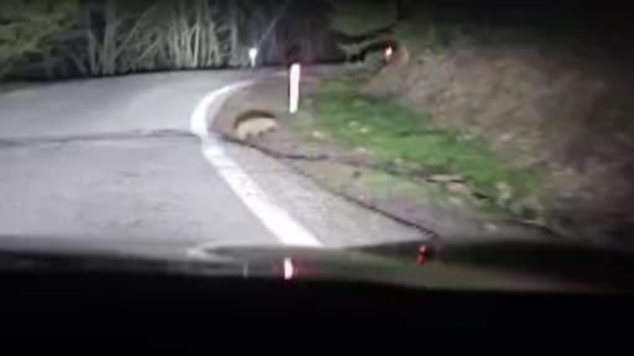 Kızılcahamam Soğuksu Milli Parkı'nda porsuk görüntülendi