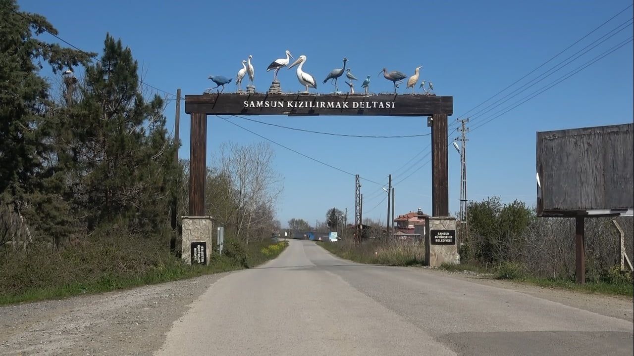 Kızılırmak Deltası'nda 'Leylek Ormanı' bahara hareketlilik getirdi