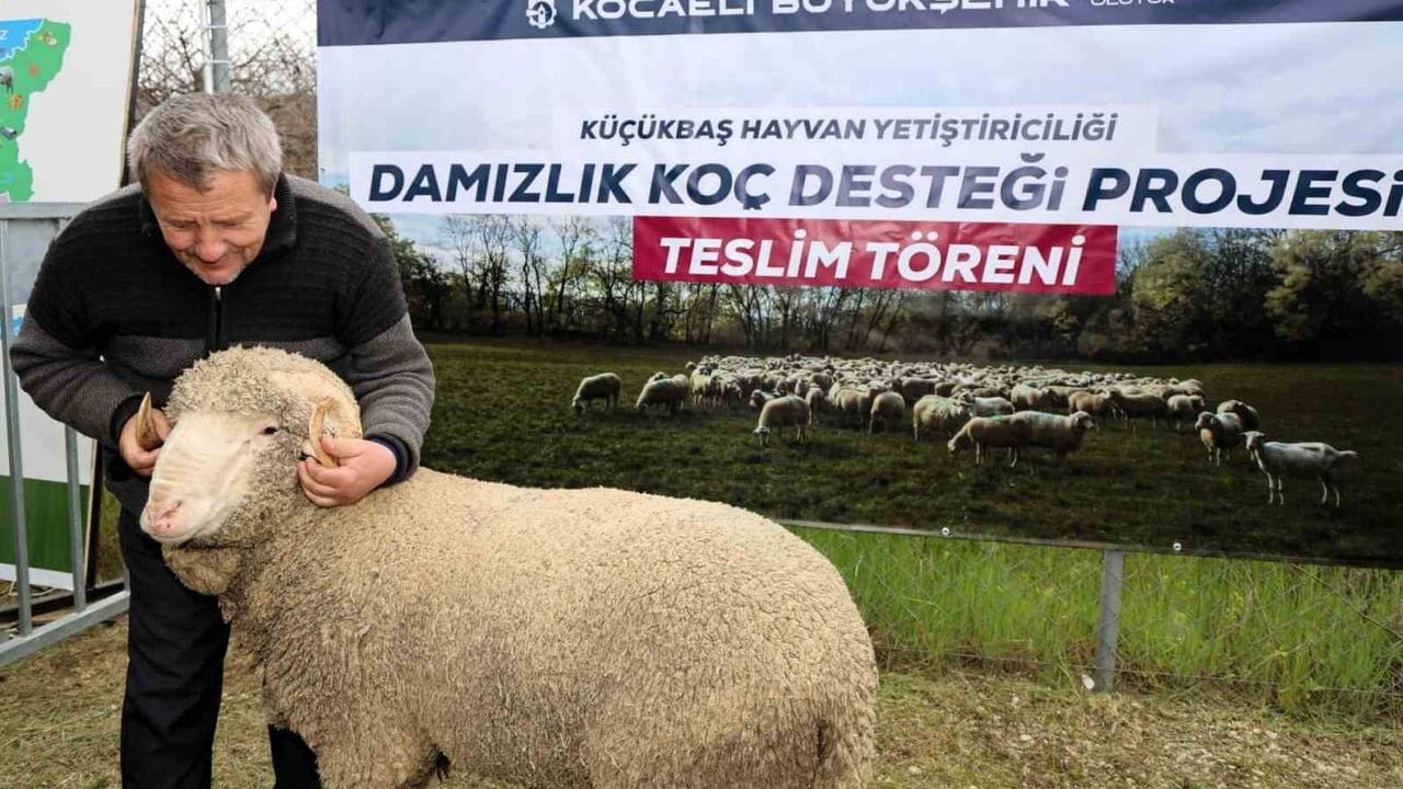 Kocaeli'de Damızlık Koç Desteğiyle Küçükbaşta Verimlilik Arttı