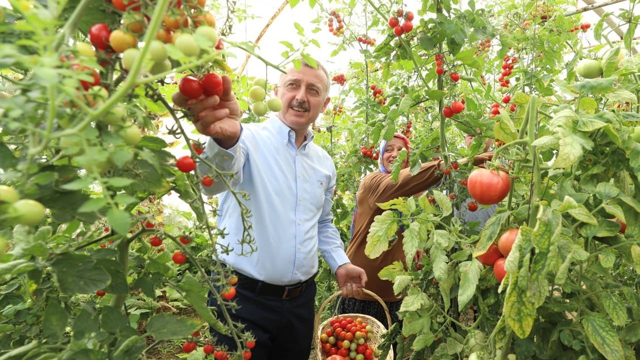 Kocaeli TAKE Projesi: İşlenmeyen Araziler Üretime Döndürülüyor, Çiftçilere %75 Hibeli Fide Desteği