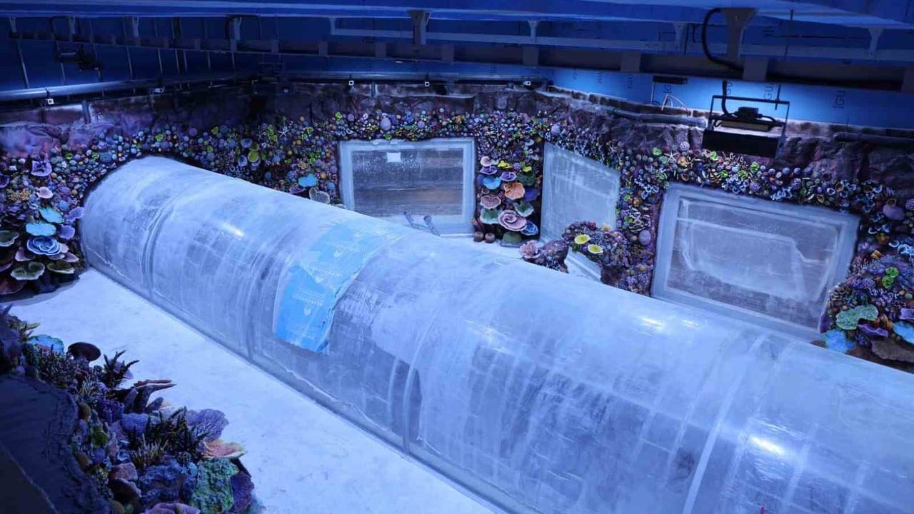 Kocaeli'ye Türkiye'nin ilk tatlı su tüneli: 30 temalı akvaryumla dünya turu