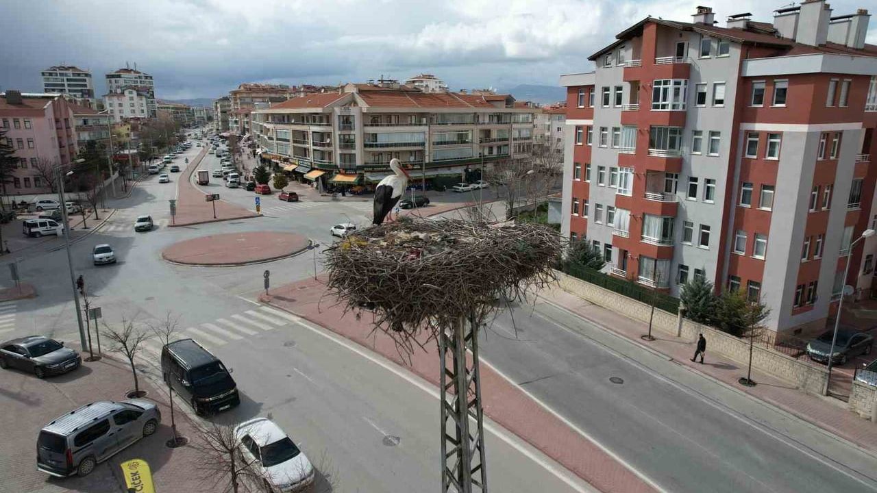 Konya'da leylekler yıllardır yuva tuttukları direkteki yuvalarına döndü