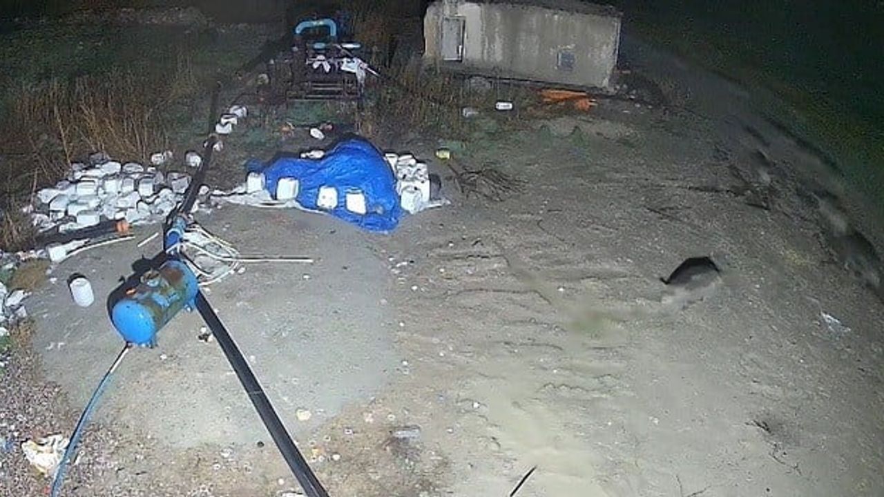 Konya Karapınar'da domuz sürüsü yerleşim alanına indi — Güvenlik kamerası kaydetti