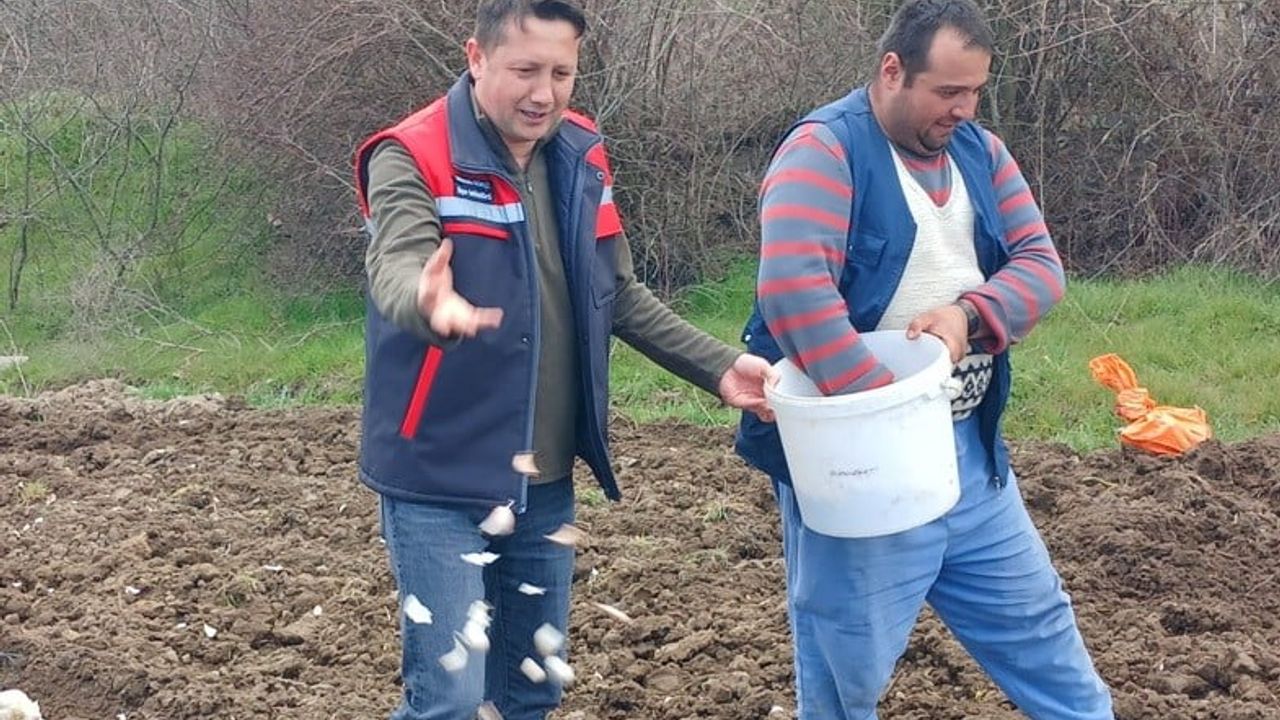 Köprücek Sarımsağı, Tavşanlı Çiftçilerine Alternatif Gelir Kaynağı Sağlıyor