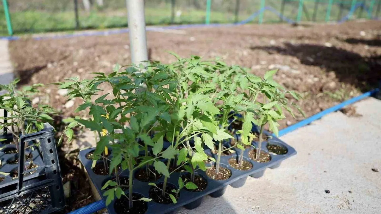 Körfez Belediyesi kendi kompostuyla 20'yi aşkın ata tohumu üretiyor