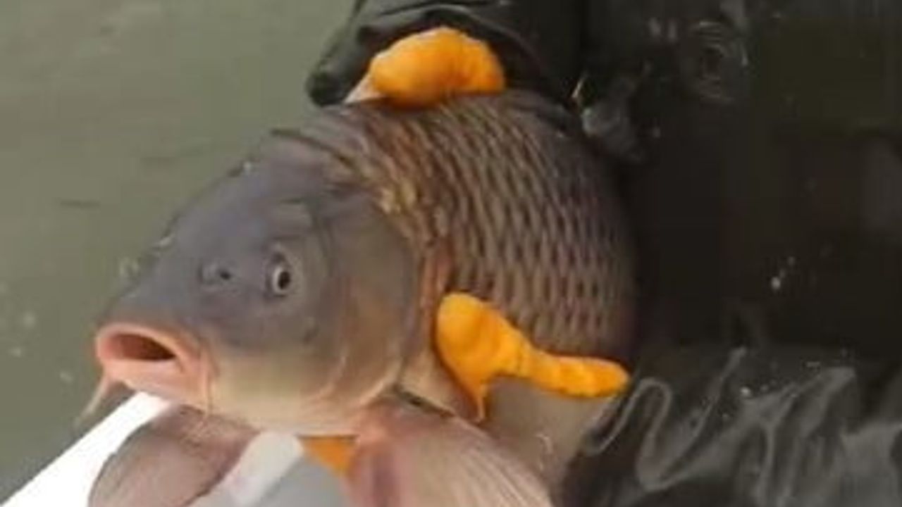 Kovada Gölü'nde yasak dönemde bırakılan yaklaşık 600 metre uzunluğunda ağ ele geçirildi