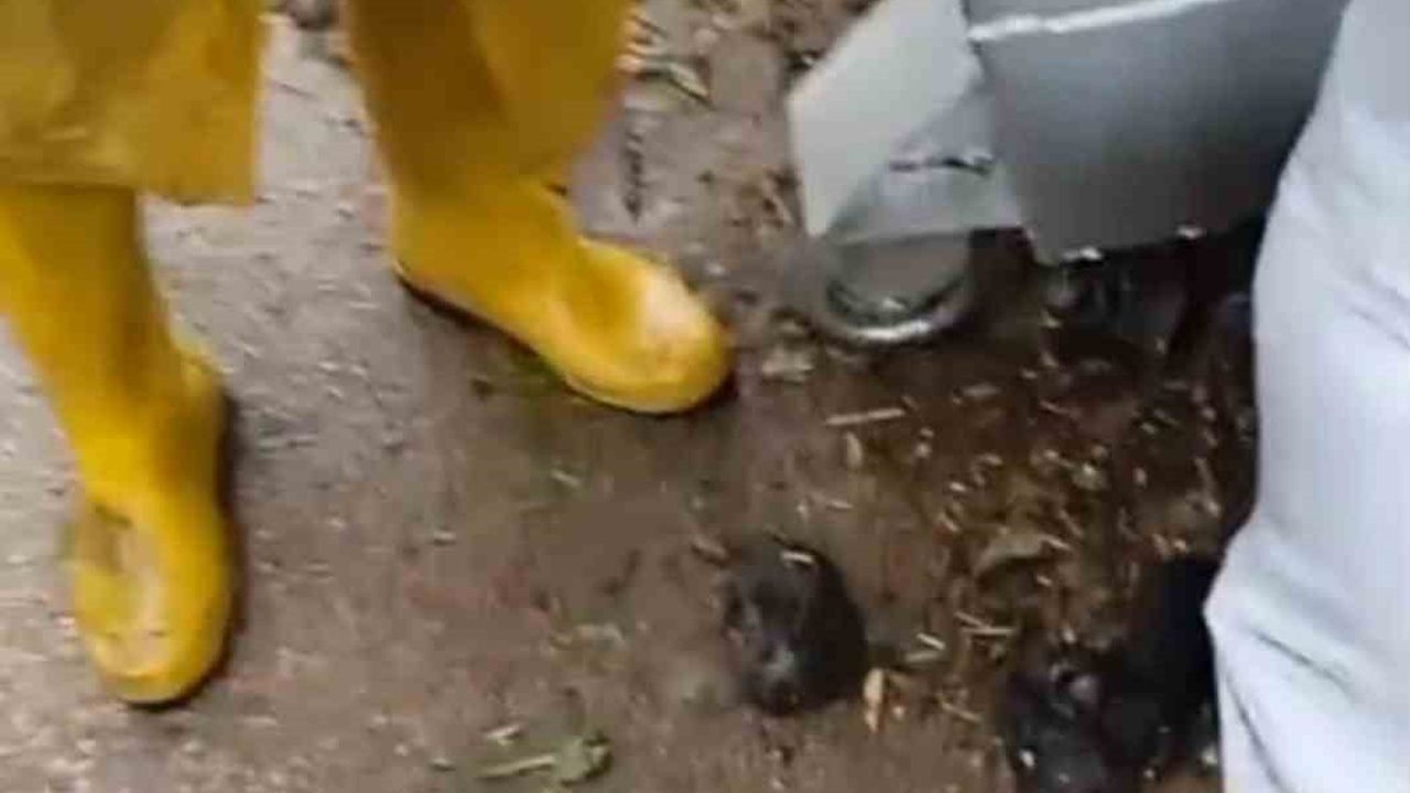 Kozan'da temizlik ekipleri çöp kenarına bırakılan 3 yavru kediyi kurtardı