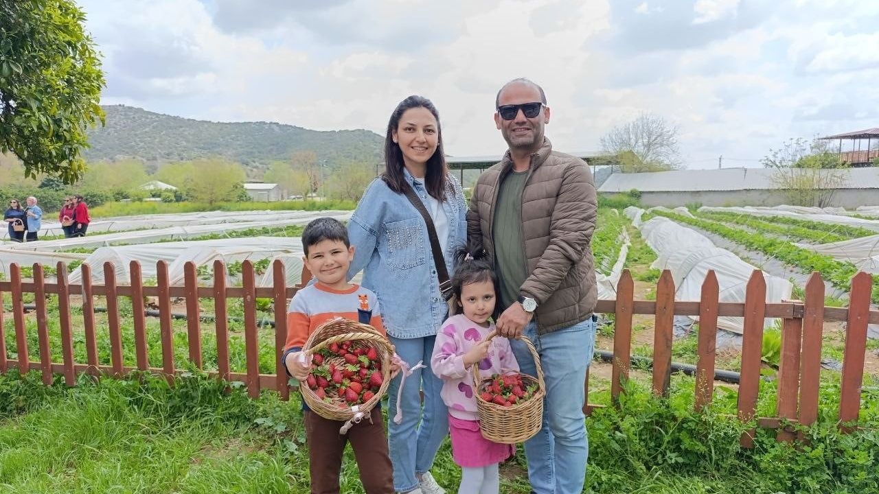 Kozan'da vatandaşlar Bucak Mahallesi'nde kendi çileklerini dalından topladı