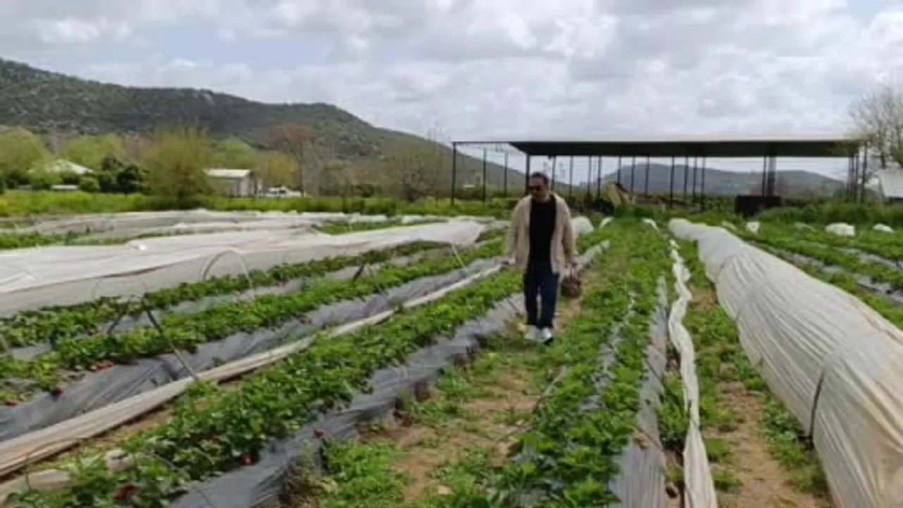 Kozan'da Vatandaşlar Çilek Bahçelerinde Kendileri Hasat Etti
