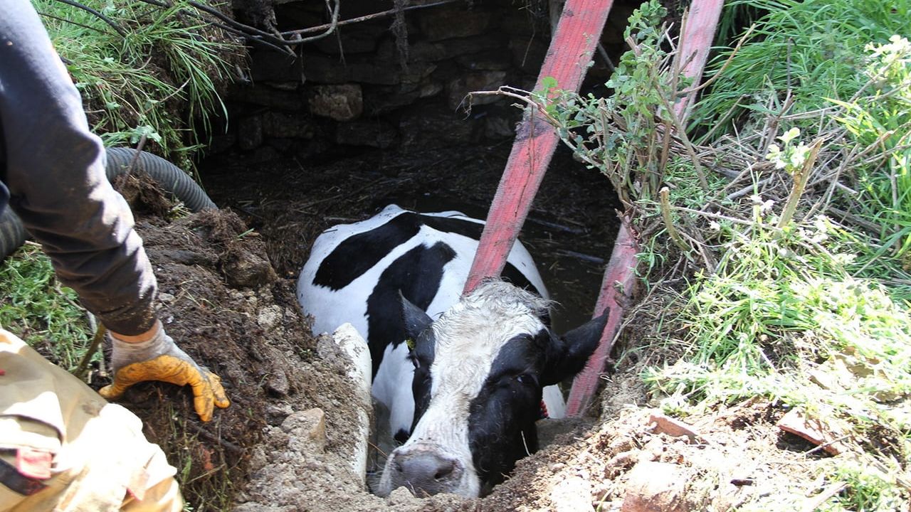Kula'da 7 aylık gebe inek kuyudan itfaiye ve vatandaşlarca kurtarıldı