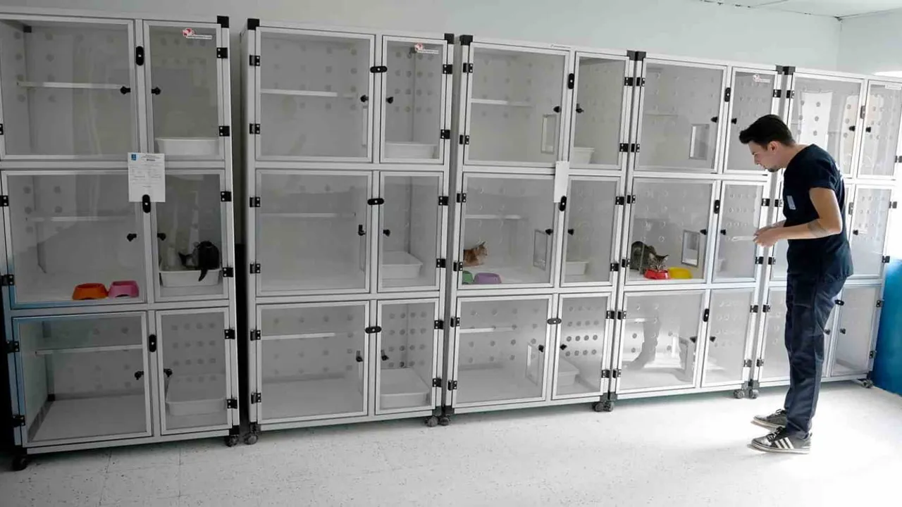 Kuşadası Belediyesi sokak kedilerine ücretsiz kısırlaştırma ve parazit uygulaması sağlıyor