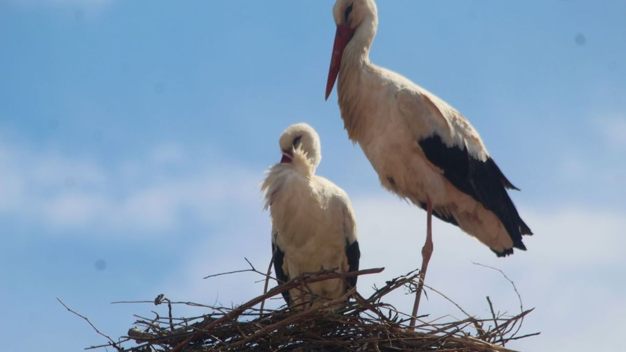 Kuşadası'nda 40 Yıl Sonra Leylek Yuvası: 'Efe' ve 'Ada' Davutlar'da Yeniden Bir Arada