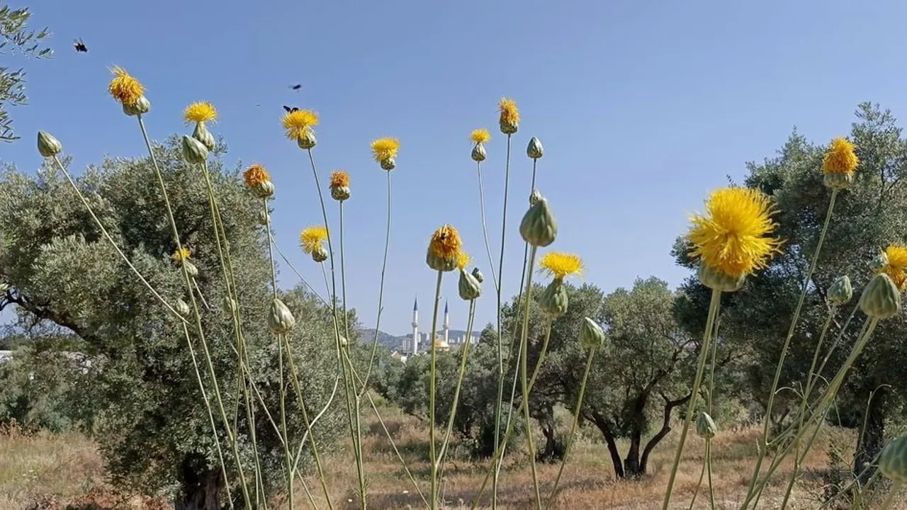 Kuşadası'nda Endemik Tülüşah Tehdidi: EKODOSD'den Acil Koruma Çağrısı
