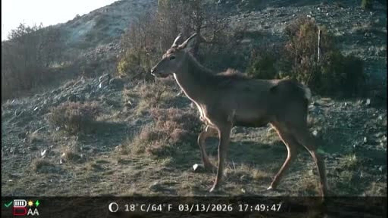 Kütahya Ahmetoğluğu'nda fotokapanlar yaban hayatı çeşitliliğini belgeledi