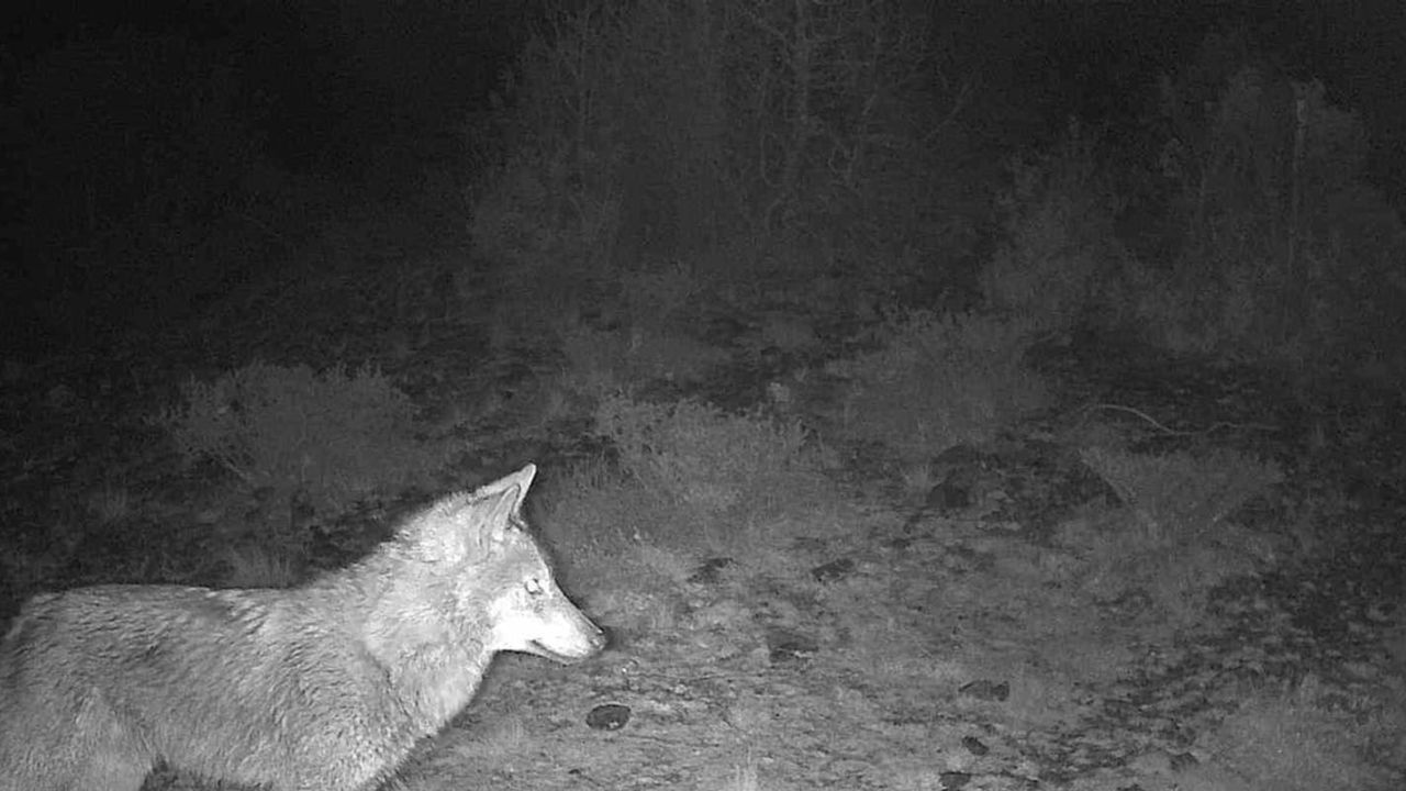 Kütahya Ahmetoluğu'nda fotokapan kayıtları yaban hayatının zenginliğini belgeledi
