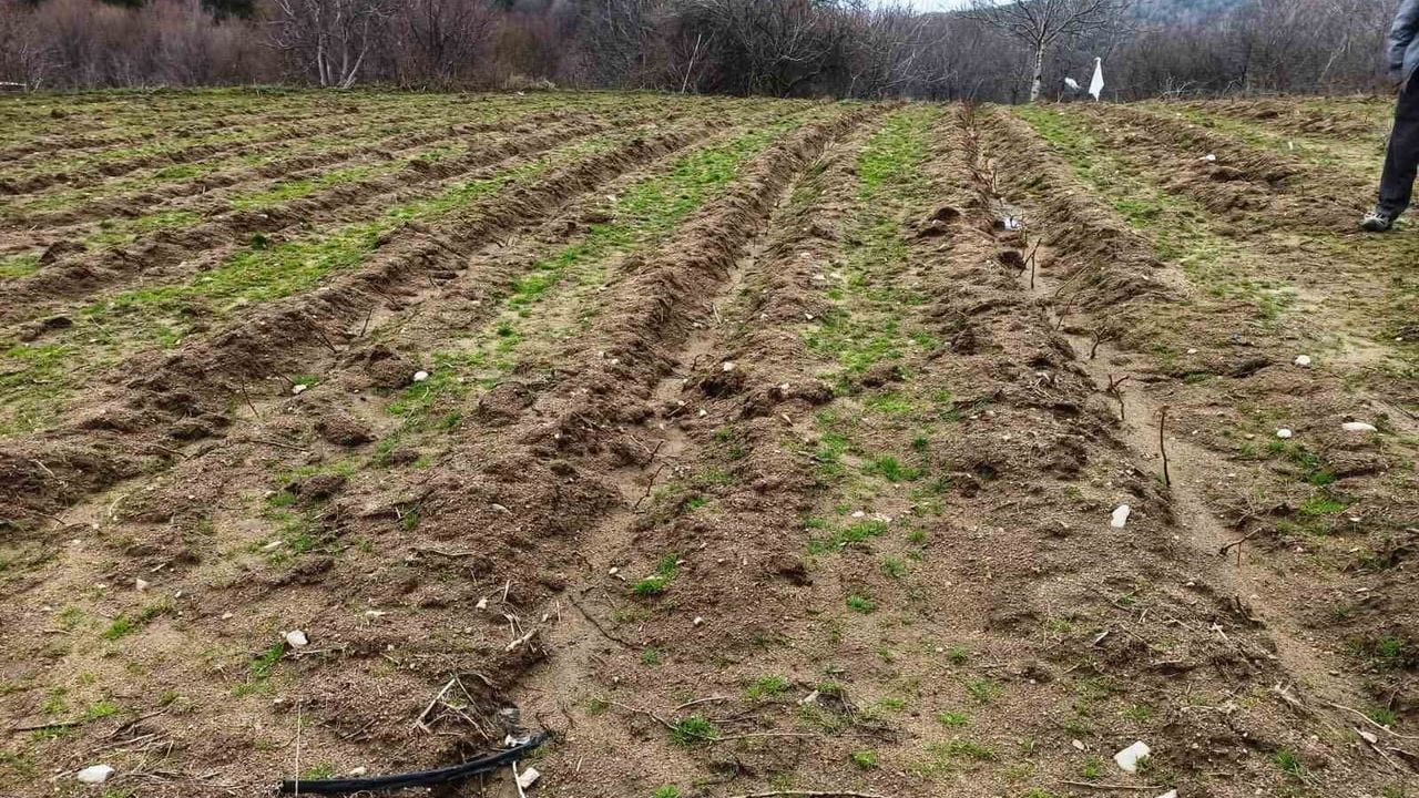 Kütahya’da yüzde 75 hibeli ahududu bahçelerinde saha kontrolleri