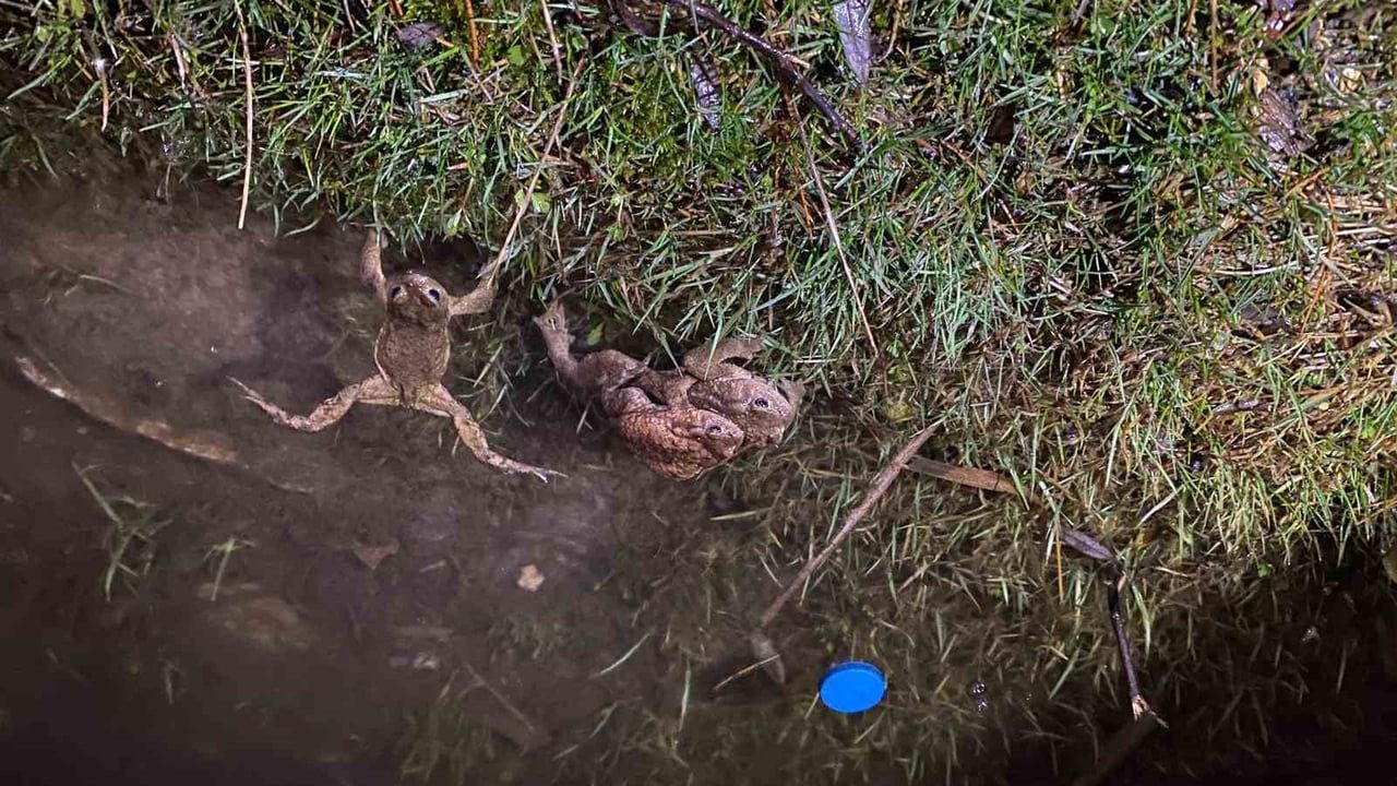 Kütahya Domaniç'te 5 bin yıllık kurbağa göçü yeniden başladı