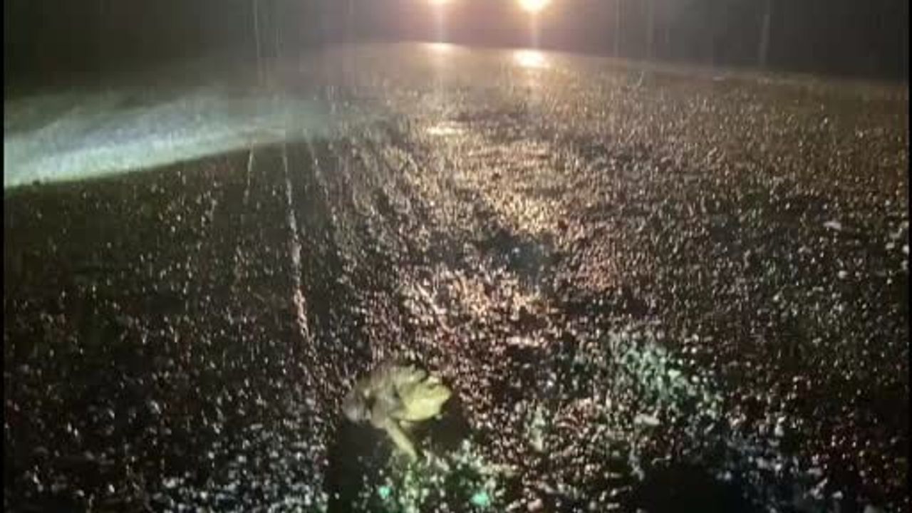 Kütahya Domaniç'te binlerce yıllık kurbağa göçü başladı: Doğal miras tehlikede