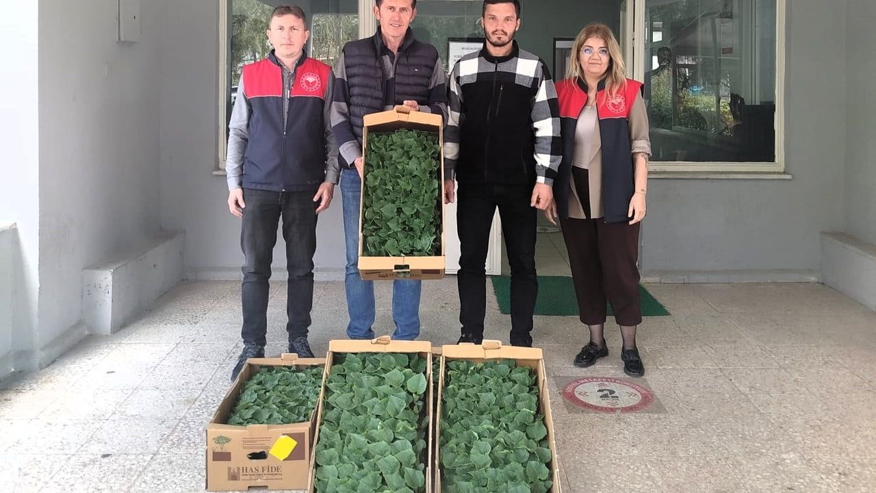 Lüleburgaz'da Örtü Altı Hıyar Fidesi Dağıtımı: Kırklareli Tarım Müdürlüğü Proje Desteği