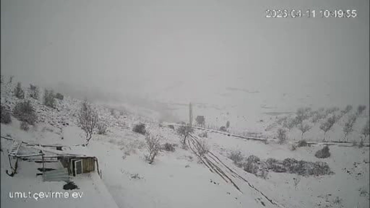 Malatya Akçadağ Çevirme Mahallesi'nde kurt sürüsü yerleşim çevresinde görüntülendi