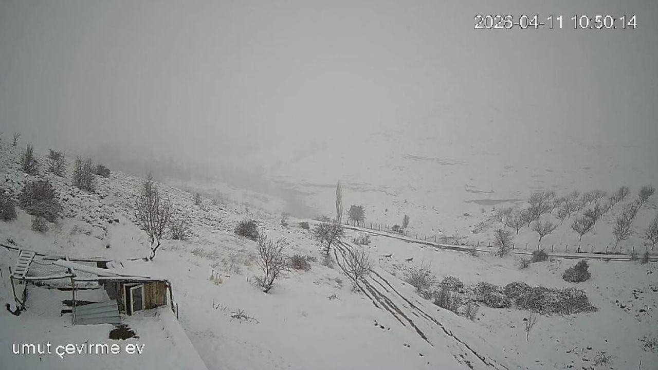 Malatya Akçadağ'da kar sonrası aç kalan kurt sürüsü yerleşim alanına indi