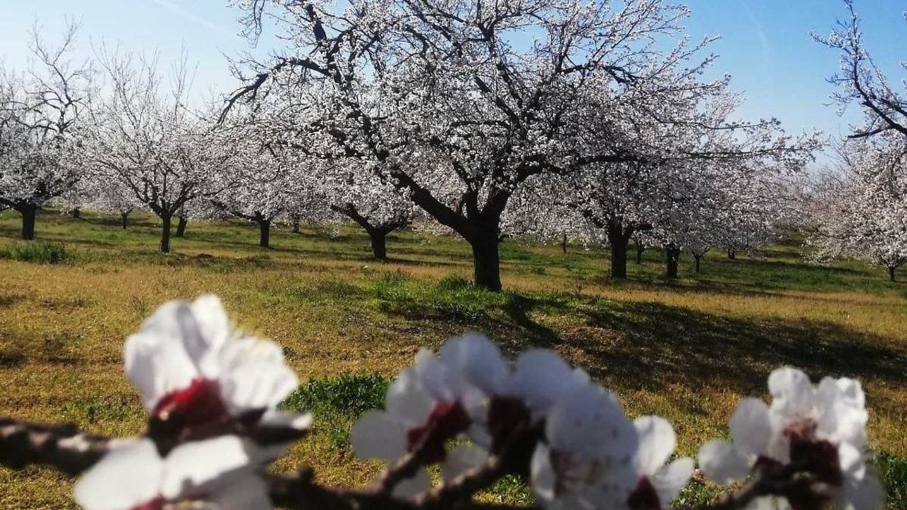 Malatya'da kayısı bahçelerinde zemzemli ilaçlama: Üretici dua ile uygulama yapıyor